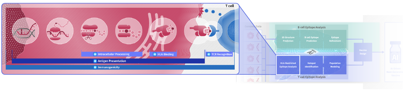 in-silico approache tcell