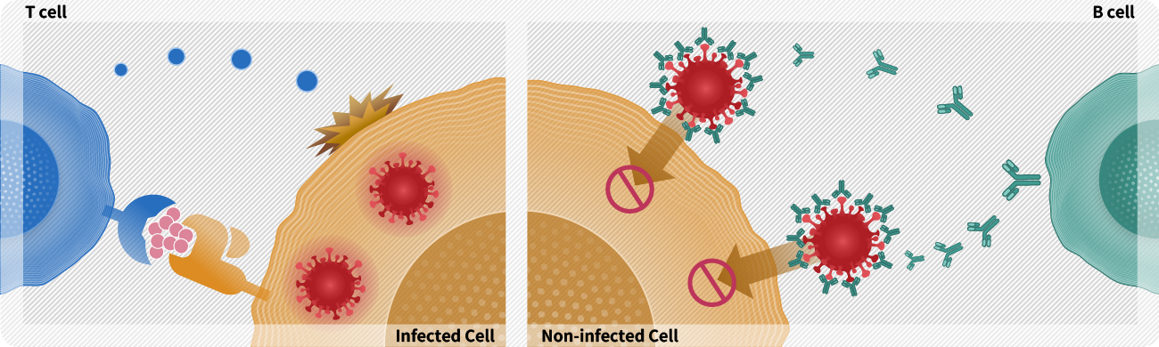 infectious disease vaccine
