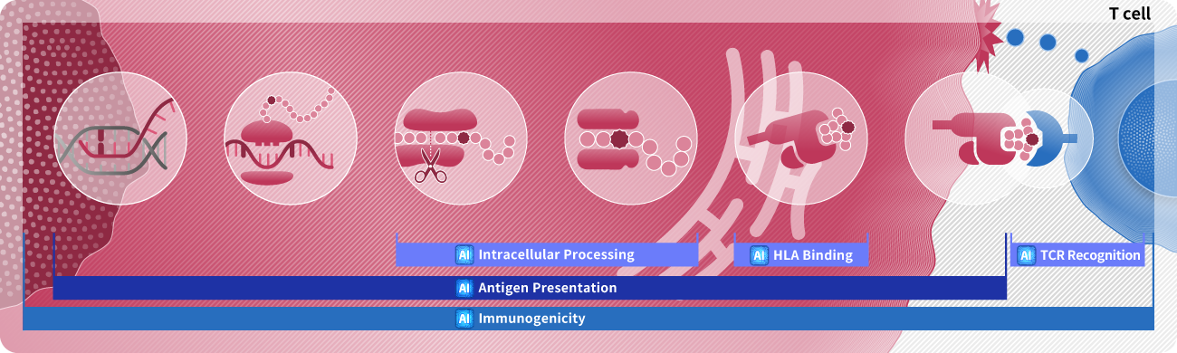 t cell epitope prediction