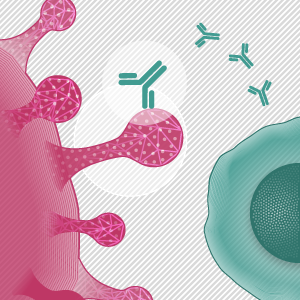 B細胞エピトープ